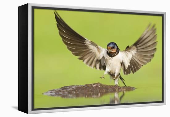 Barn Swallow (Hirundo Rustica) Collecting Mud for Nest Building. Inverness-Shire, Scotland, June-Mark Hamblin-Framed Premier Image Canvas