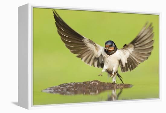 Barn Swallow (Hirundo Rustica) Collecting Mud for Nest Building. Inverness-Shire, Scotland, June-Mark Hamblin-Framed Premier Image Canvas