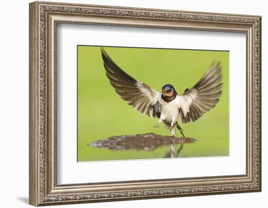 Barn Swallow (Hirundo Rustica) Collecting Mud for Nest Building. Inverness-Shire, Scotland, June-Mark Hamblin-Framed Photographic Print