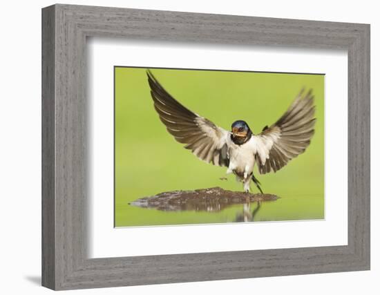 Barn Swallow (Hirundo Rustica) Collecting Mud for Nest Building. Inverness-Shire, Scotland, June-Mark Hamblin-Framed Photographic Print