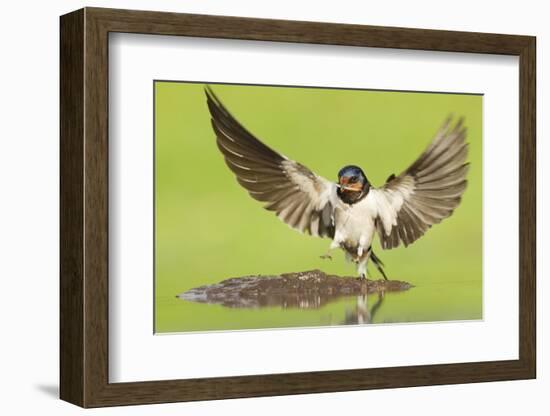 Barn Swallow (Hirundo Rustica) Collecting Mud for Nest Building. Inverness-Shire, Scotland, June-Mark Hamblin-Framed Photographic Print