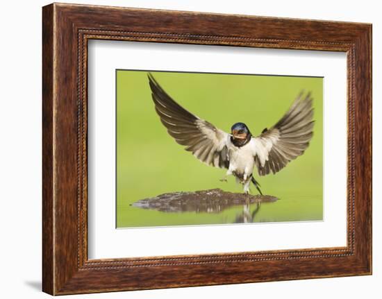 Barn Swallow (Hirundo Rustica) Collecting Mud for Nest Building. Inverness-Shire, Scotland, June-Mark Hamblin-Framed Photographic Print