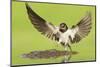 Barn Swallow (Hirundo Rustica) Collecting Mud for Nest Building. Inverness-Shire, Scotland, June-Mark Hamblin-Mounted Photographic Print