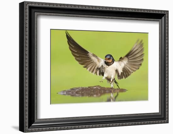 Barn Swallow (Hirundo Rustica) Collecting Mud for Nest Building. Inverness-Shire, Scotland, June-Mark Hamblin-Framed Photographic Print