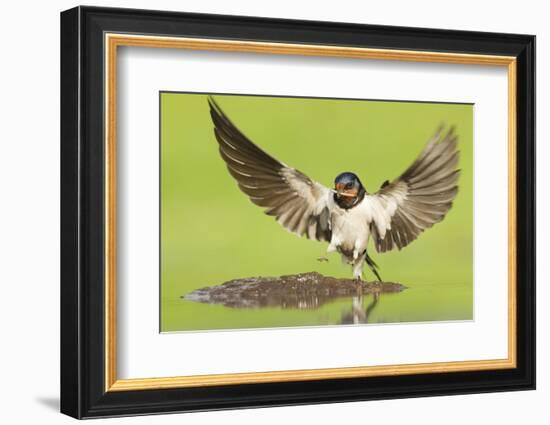 Barn Swallow (Hirundo Rustica) Collecting Mud for Nest Building. Inverness-Shire, Scotland, June-Mark Hamblin-Framed Photographic Print