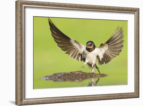 Barn Swallow (Hirundo Rustica) Collecting Mud for Nest Building. Inverness-Shire, Scotland, June-Mark Hamblin-Framed Photographic Print