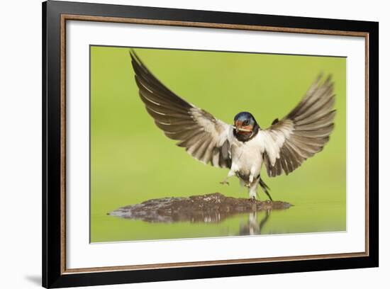 Barn Swallow (Hirundo Rustica) Collecting Mud for Nest Building. Inverness-Shire, Scotland, June-Mark Hamblin-Framed Photographic Print