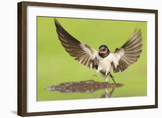 Barn Swallow (Hirundo Rustica) Collecting Mud for Nest Building. Inverness-Shire, Scotland, June-Mark Hamblin-Framed Photographic Print