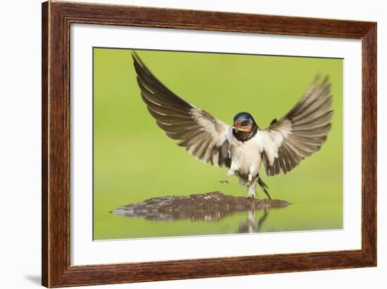 Barn Swallow (Hirundo Rustica) Collecting Mud for Nest Building. Inverness-Shire, Scotland, June-Mark Hamblin-Framed Photographic Print