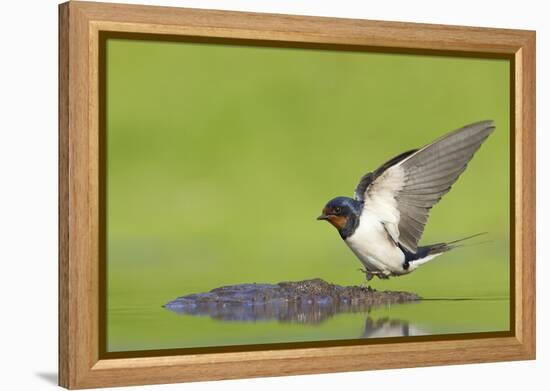 Barn Swallow (Hirundo Rustica) Collecting Mud for Nest Building, June, Scotland, UK-Mark Hamblin-Framed Premier Image Canvas