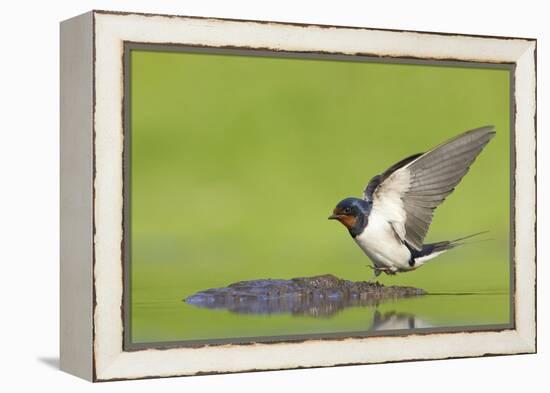 Barn Swallow (Hirundo Rustica) Collecting Mud for Nest Building, June, Scotland, UK-Mark Hamblin-Framed Premier Image Canvas