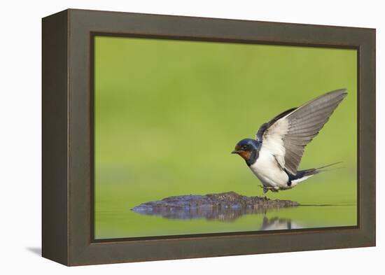 Barn Swallow (Hirundo Rustica) Collecting Mud for Nest Building, June, Scotland, UK-Mark Hamblin-Framed Premier Image Canvas