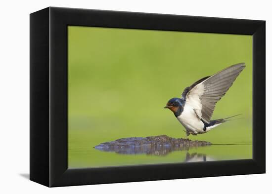 Barn Swallow (Hirundo Rustica) Collecting Mud for Nest Building, June, Scotland, UK-Mark Hamblin-Framed Premier Image Canvas