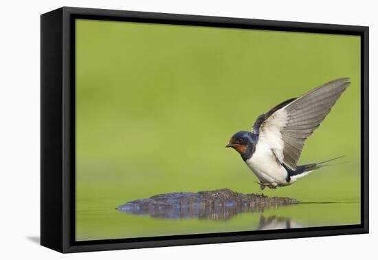 Barn Swallow (Hirundo Rustica) Collecting Mud for Nest Building, June, Scotland, UK-Mark Hamblin-Framed Premier Image Canvas