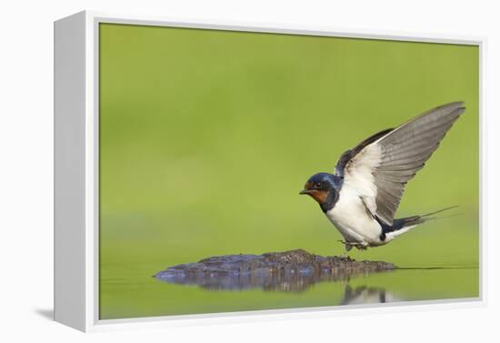 Barn Swallow (Hirundo Rustica) Collecting Mud for Nest Building, June, Scotland, UK-Mark Hamblin-Framed Premier Image Canvas