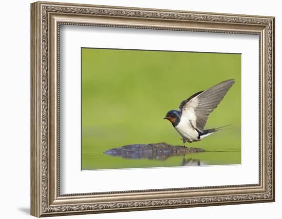 Barn Swallow (Hirundo Rustica) Collecting Mud for Nest Building, June, Scotland, UK-Mark Hamblin-Framed Photographic Print