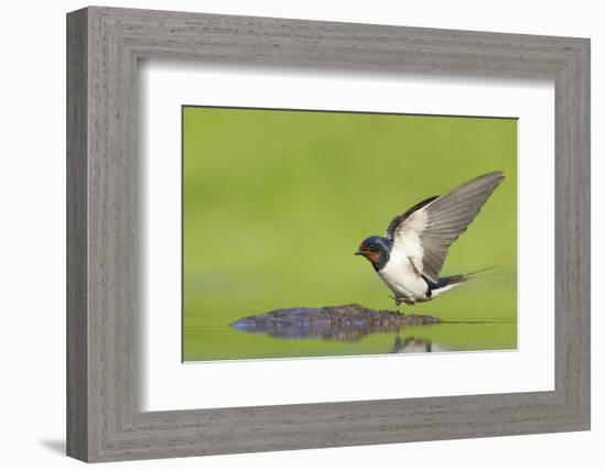 Barn Swallow (Hirundo Rustica) Collecting Mud for Nest Building, June, Scotland, UK-Mark Hamblin-Framed Photographic Print