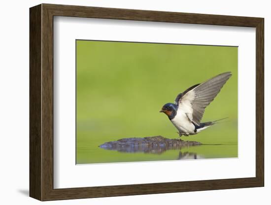 Barn Swallow (Hirundo Rustica) Collecting Mud for Nest Building, June, Scotland, UK-Mark Hamblin-Framed Photographic Print