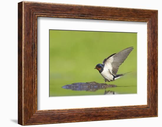 Barn Swallow (Hirundo Rustica) Collecting Mud for Nest Building, June, Scotland, UK-Mark Hamblin-Framed Photographic Print