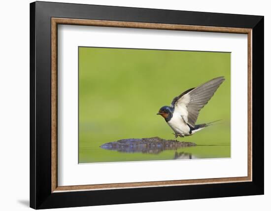 Barn Swallow (Hirundo Rustica) Collecting Mud for Nest Building, June, Scotland, UK-Mark Hamblin-Framed Photographic Print