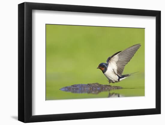 Barn Swallow (Hirundo Rustica) Collecting Mud for Nest Building, June, Scotland, UK-Mark Hamblin-Framed Photographic Print