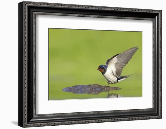 Barn Swallow (Hirundo Rustica) Collecting Mud for Nest Building, June, Scotland, UK-Mark Hamblin-Framed Photographic Print