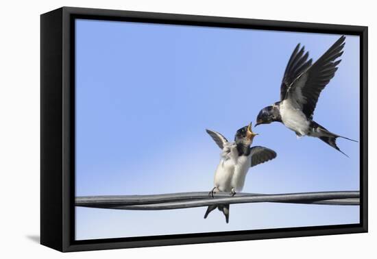 Barn Swallow (Hirundo Rustica) Feeding a Fledgling on a Wire. Perthshire, Scotland, September-Fergus Gill-Framed Premier Image Canvas