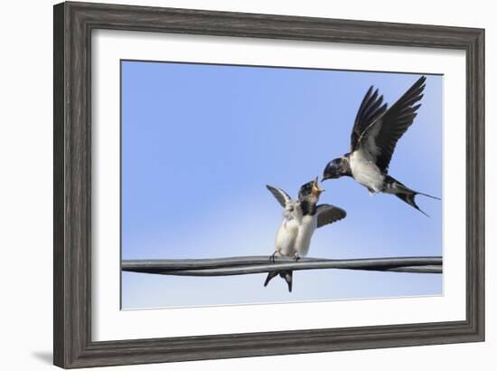 Barn Swallow (Hirundo Rustica) Feeding a Fledgling on a Wire. Perthshire, Scotland, September-Fergus Gill-Framed Photographic Print