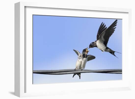 Barn Swallow (Hirundo Rustica) Feeding a Fledgling on a Wire. Perthshire, Scotland, September-Fergus Gill-Framed Photographic Print