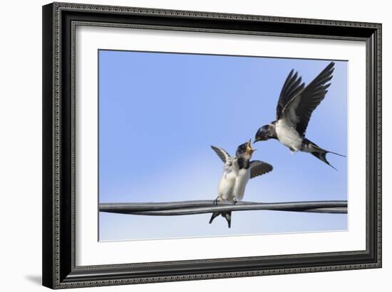 Barn Swallow (Hirundo Rustica) Feeding a Fledgling on a Wire. Perthshire, Scotland, September-Fergus Gill-Framed Photographic Print