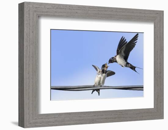 Barn Swallow (Hirundo Rustica) Feeding a Fledgling on a Wire. Perthshire, Scotland, September-Fergus Gill-Framed Photographic Print