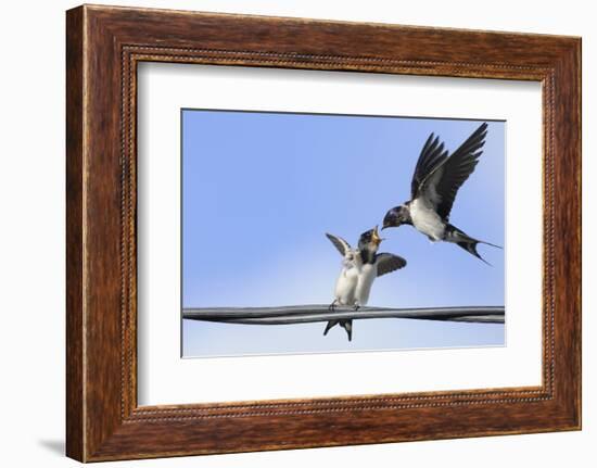 Barn Swallow (Hirundo Rustica) Feeding a Fledgling on a Wire. Perthshire, Scotland, September-Fergus Gill-Framed Photographic Print