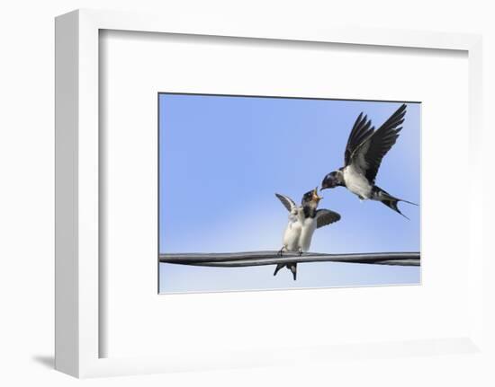 Barn Swallow (Hirundo Rustica) Feeding a Fledgling on a Wire. Perthshire, Scotland, September-Fergus Gill-Framed Photographic Print