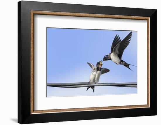 Barn Swallow (Hirundo Rustica) Feeding a Fledgling on a Wire. Perthshire, Scotland, September-Fergus Gill-Framed Photographic Print