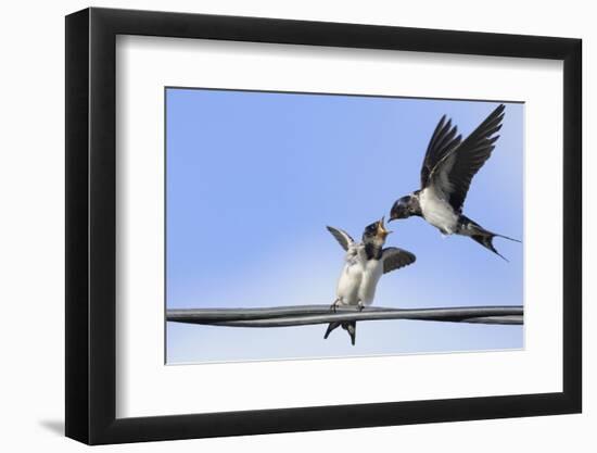 Barn Swallow (Hirundo Rustica) Feeding a Fledgling on a Wire. Perthshire, Scotland, September-Fergus Gill-Framed Photographic Print