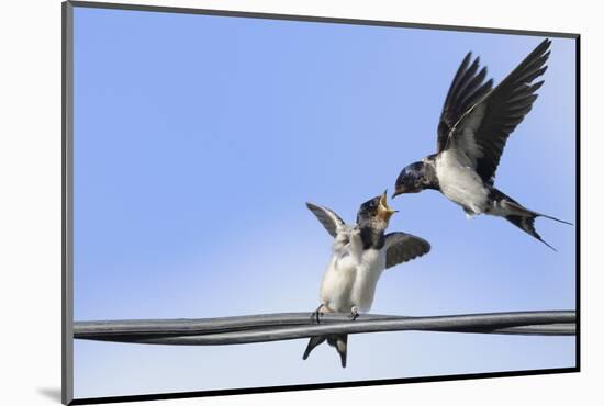 Barn Swallow (Hirundo Rustica) Feeding a Fledgling on a Wire. Perthshire, Scotland, September-Fergus Gill-Mounted Photographic Print