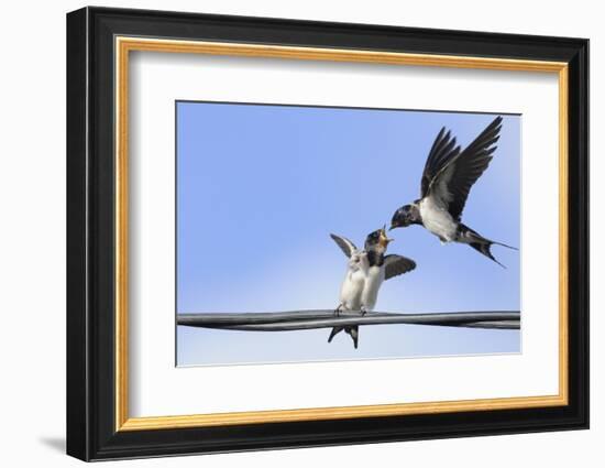 Barn Swallow (Hirundo Rustica) Feeding a Fledgling on a Wire. Perthshire, Scotland, September-Fergus Gill-Framed Photographic Print