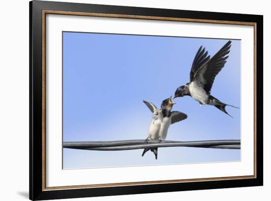 Barn Swallow (Hirundo Rustica) Feeding a Fledgling on a Wire. Perthshire, Scotland, September-Fergus Gill-Framed Photographic Print