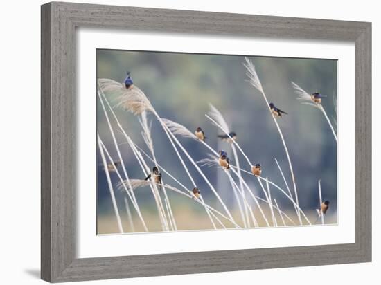 Barn Swallow (Hirundo Rustica) Group Of Different Subspecies Resting Together. Israel-Oscar Dominguez-Framed Photographic Print