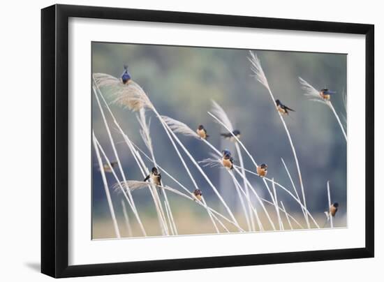 Barn Swallow (Hirundo Rustica) Group Of Different Subspecies Resting Together. Israel-Oscar Dominguez-Framed Photographic Print