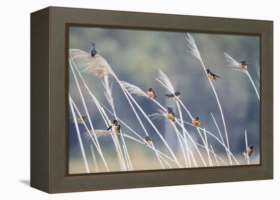 Barn Swallow (Hirundo Rustica) Group Of Different Subspecies Resting Together. Israel-Oscar Dominguez-Framed Premier Image Canvas