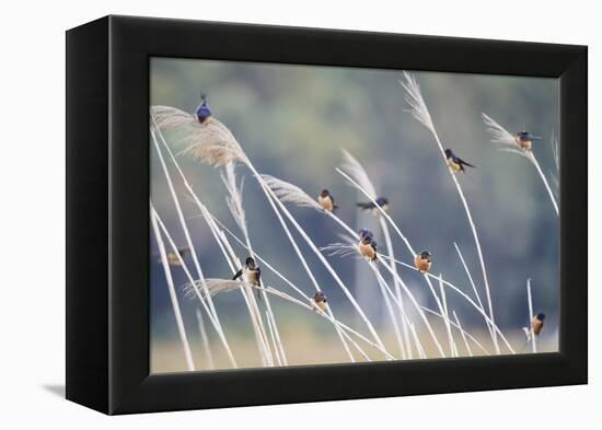 Barn Swallow (Hirundo Rustica) Group Of Different Subspecies Resting Together. Israel-Oscar Dominguez-Framed Premier Image Canvas