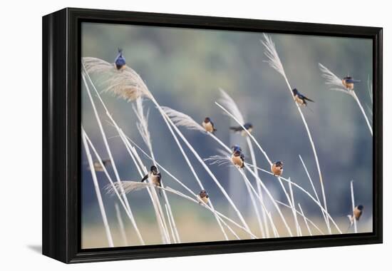 Barn Swallow (Hirundo Rustica) Group Of Different Subspecies Resting Together. Israel-Oscar Dominguez-Framed Premier Image Canvas