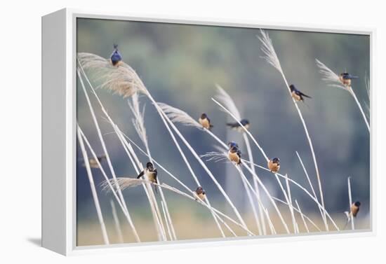 Barn Swallow (Hirundo Rustica) Group Of Different Subspecies Resting Together. Israel-Oscar Dominguez-Framed Premier Image Canvas