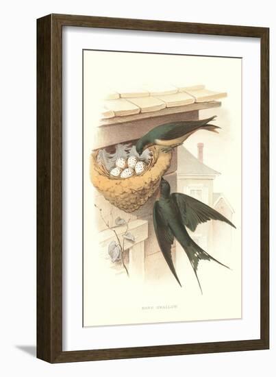 Barn Swallow Nest and Eggs-null-Framed Art Print