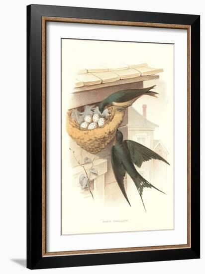 Barn Swallow Nest and Eggs-null-Framed Art Print