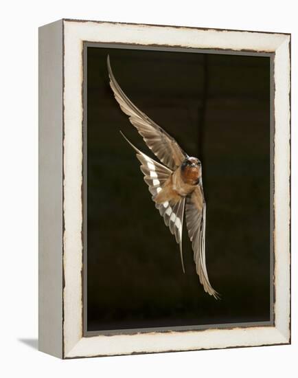Barn Swallow, Pennsylvania, USA-Joe & Mary Ann McDonald-Framed Premier Image Canvas