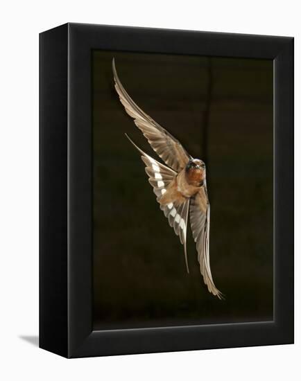 Barn Swallow, Pennsylvania, USA-Joe & Mary Ann McDonald-Framed Premier Image Canvas