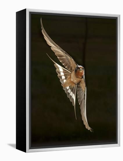 Barn Swallow, Pennsylvania, USA-Joe & Mary Ann McDonald-Framed Premier Image Canvas