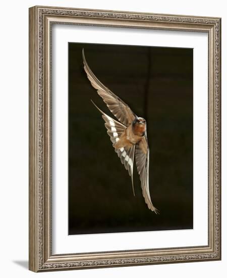 Barn Swallow, Pennsylvania, USA-Joe & Mary Ann McDonald-Framed Photographic Print